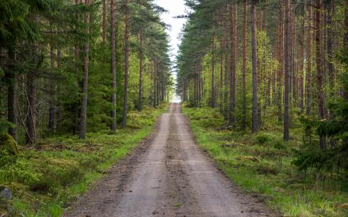 En lång och rak grusväg i skogen.