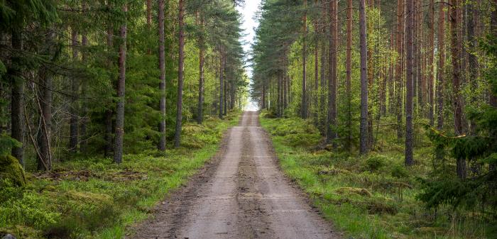 En lång och rak grusväg i skogen.
