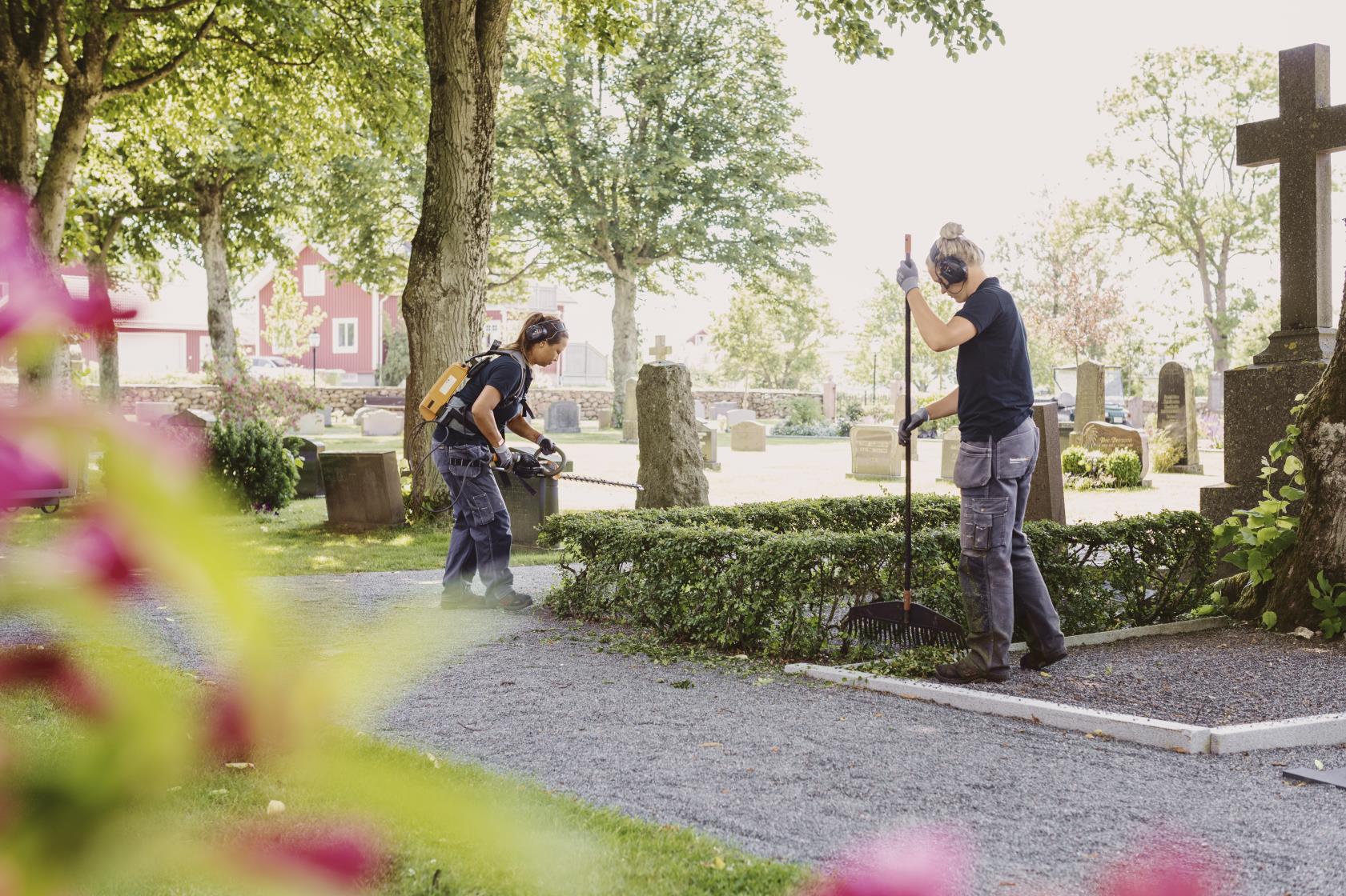 Två kyrkogårdsarbetare trimmar buskarna runt en grav.