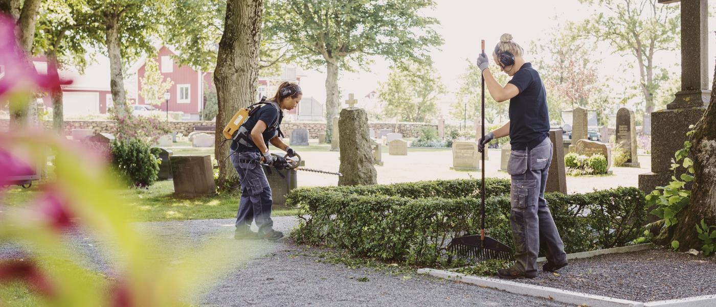 Två kyrkogårdsarbetare trimmar buskarna runt en grav.