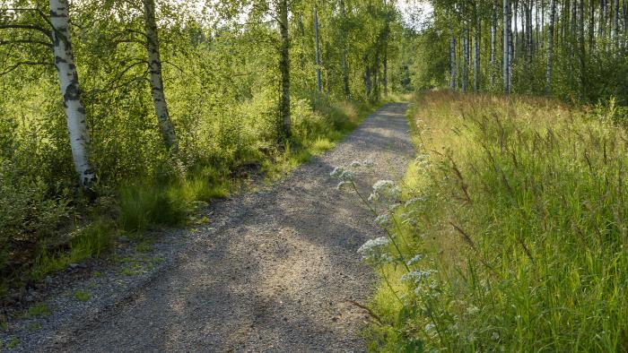 En grusväg går genom en björkdunge.