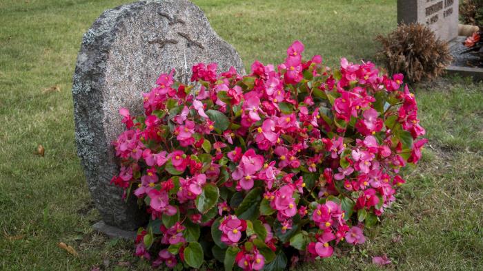 Ett stort fång med rosa blommor vid en gravsten.