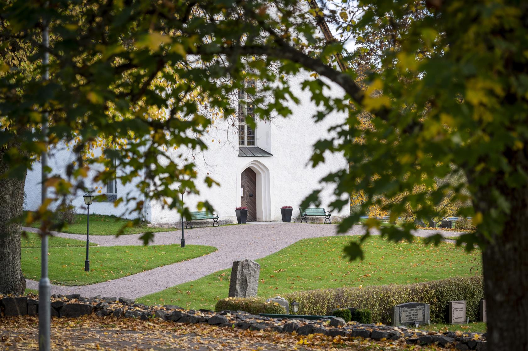 En vit kyrka skymtar bakom ett höstträd.