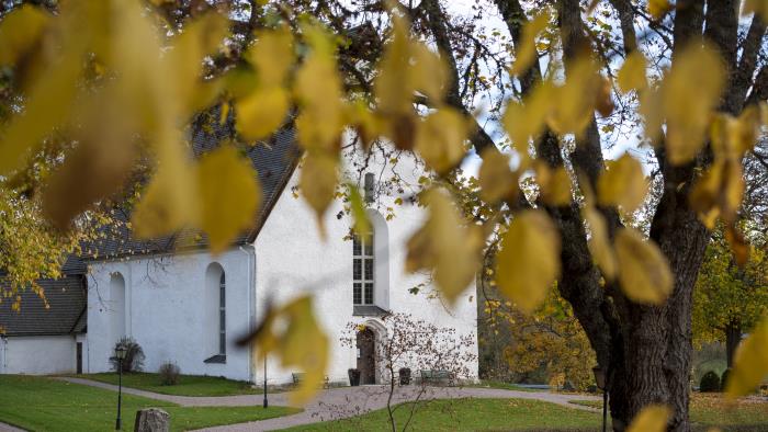 En vit kyrka skymtar bakom ett höstträd.