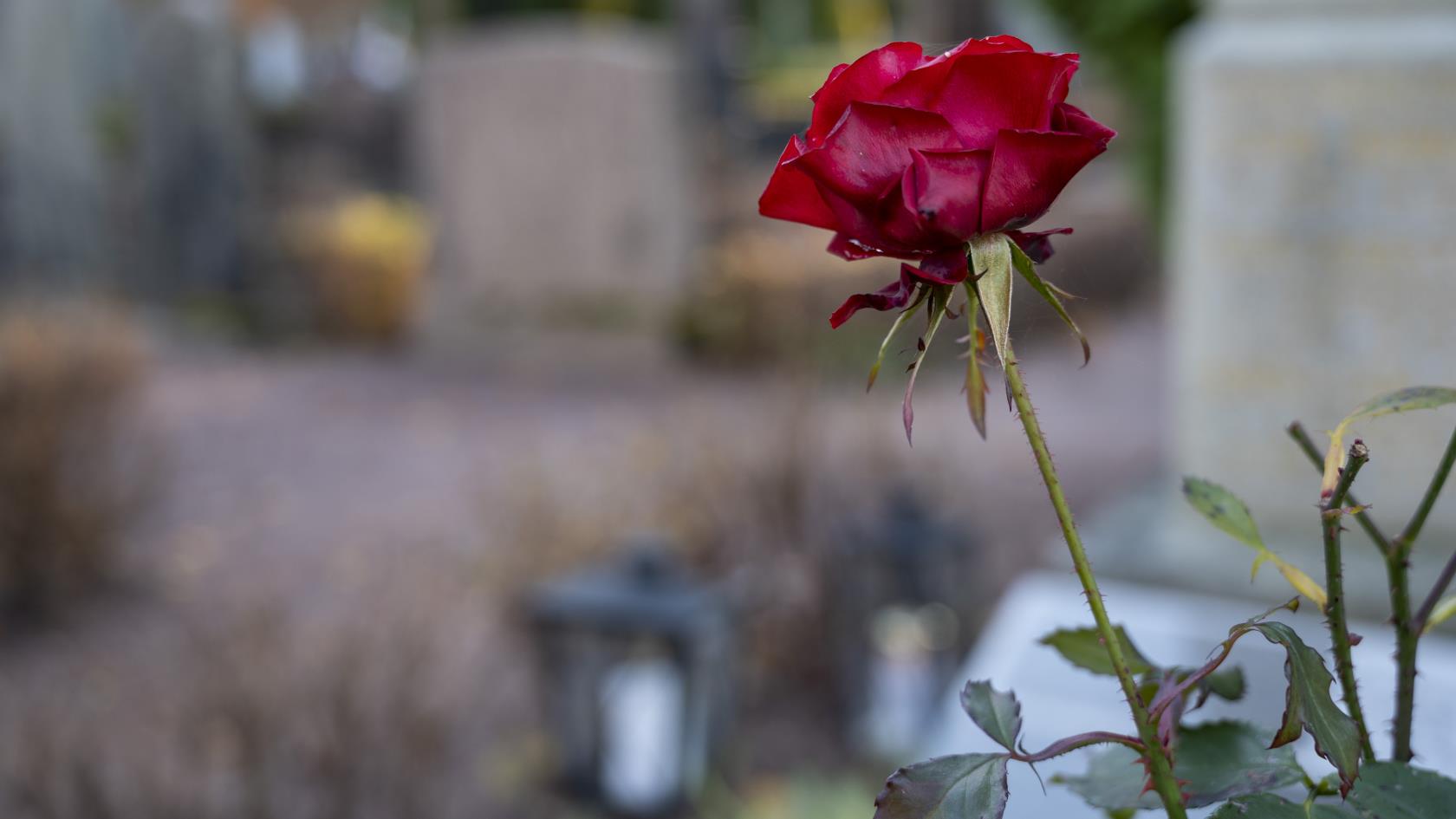 Närbild på en röd ros. En kyrkogård syns suddigt i bakgrunden.