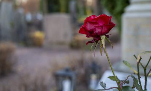Närbild på en röd ros. En kyrkogård syns suddigt i bakgrunden.