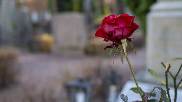 Närbild på en röd ros. En kyrkogård syns suddigt i bakgrunden.