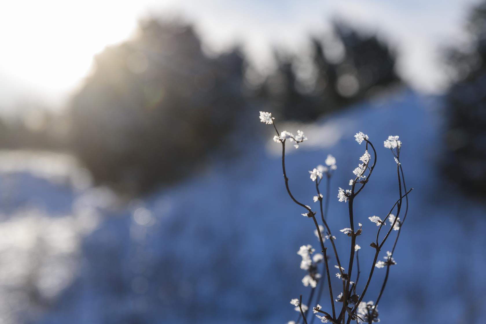 Närbild på iskristaller på en liten kvist. Solen lyser i bakgrunden.