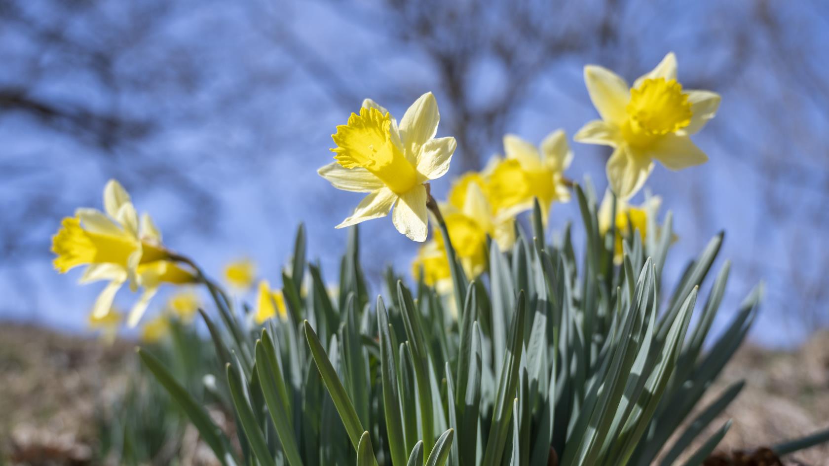 Närbild på blommande påskliljor i solsken.