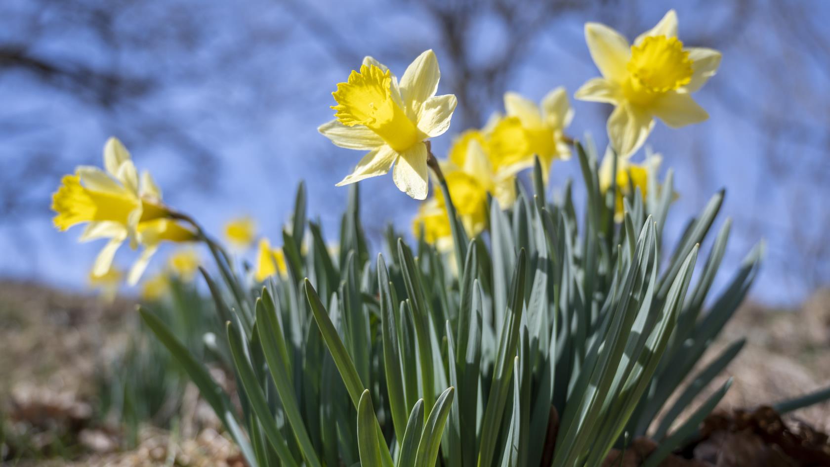 Närbild på blommande påskliljor i solsken.