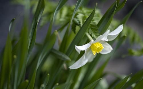 Närbild på en blommande pingstlilja.