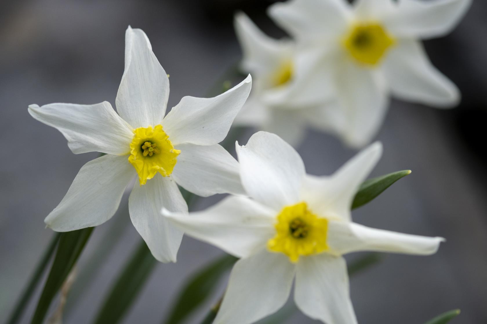 Närbild på blommande pingstliljor.