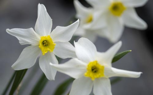 Närbild på blommande pingstliljor.