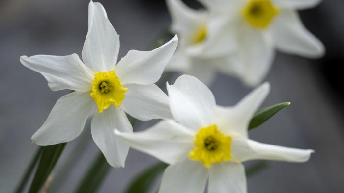 Närbild på blommande pingstliljor.