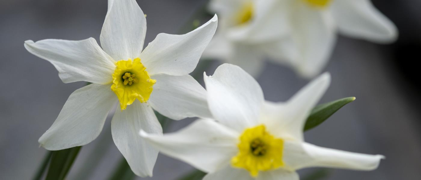 Närbild på blommande pingstliljor.