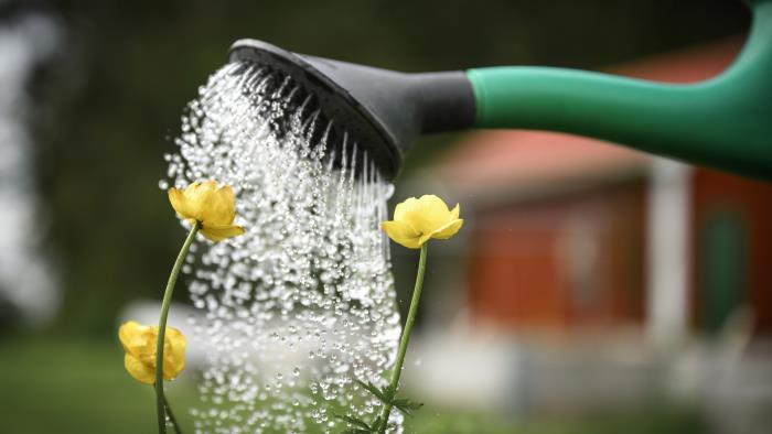 Närbild på en vattenkanna som vattnar några gula blommor.