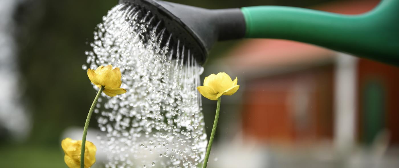Närbild på en vattenkanna som vattnar några gula blommor.