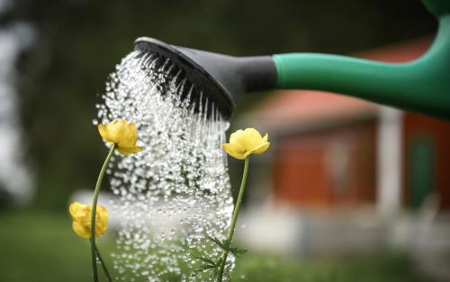 Närbild på en vattenkanna som vattnar några gula blommor.