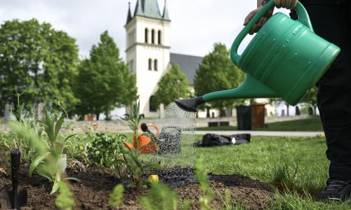 Någon vattnar blommor på en kyrkogård med vattenkanna.