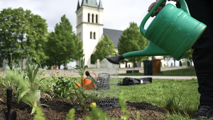 Någon vattnar blommor på en kyrkogård med vattenkanna.