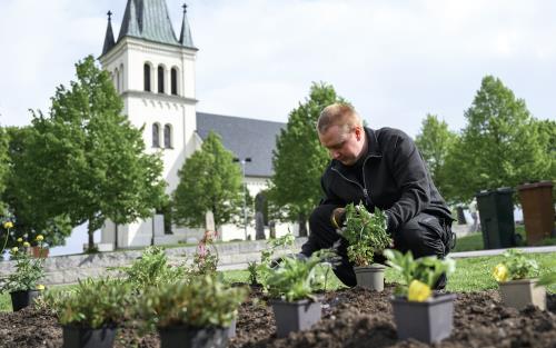 En trädgårdsarbetare planterar blommor på en  kyrkogård.