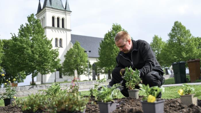 En trädgårdsarbetare planterar blommor på en kyrkogård.