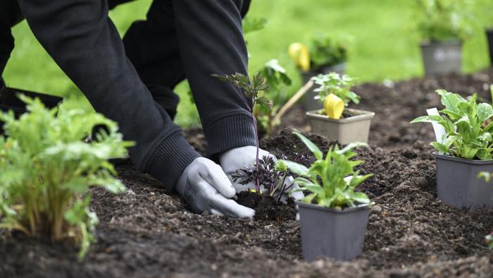 En trädgårdsarbetare planterar blommor.