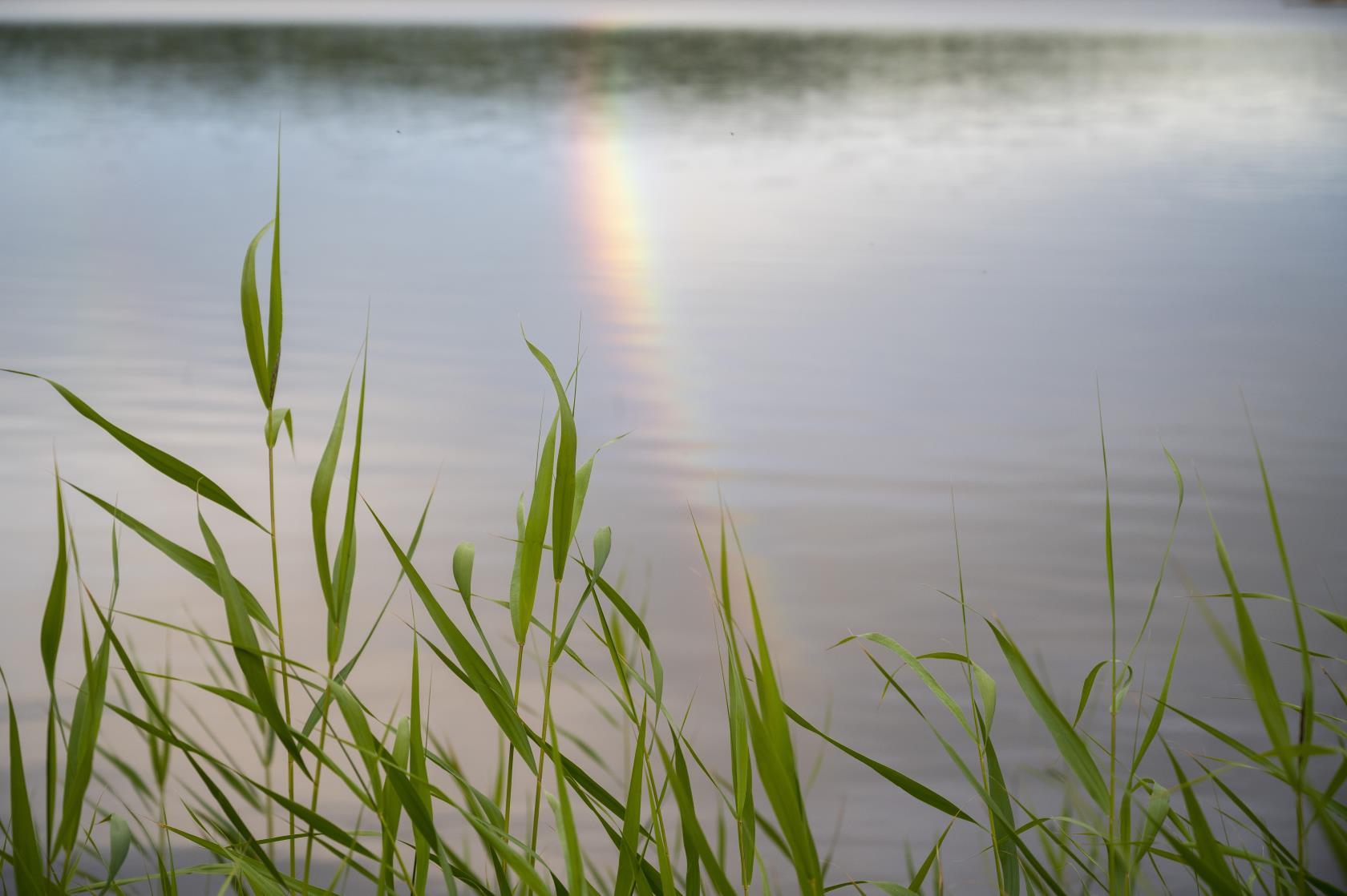 En regnbåge speglas i en sjö. Vass i förgrunden.