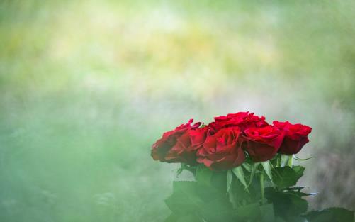 En bukett röda rosor mot en grön suddig bakgrund.