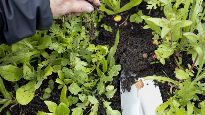 Någon gräver i en rabatt med en planteringsspade.