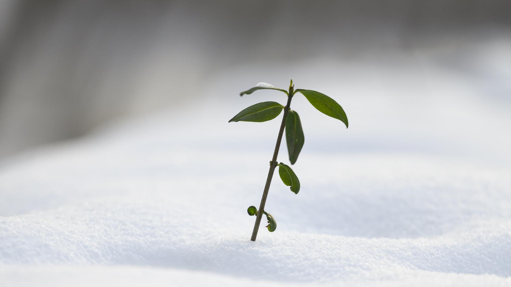 En liten växt sticker upp ur snön.