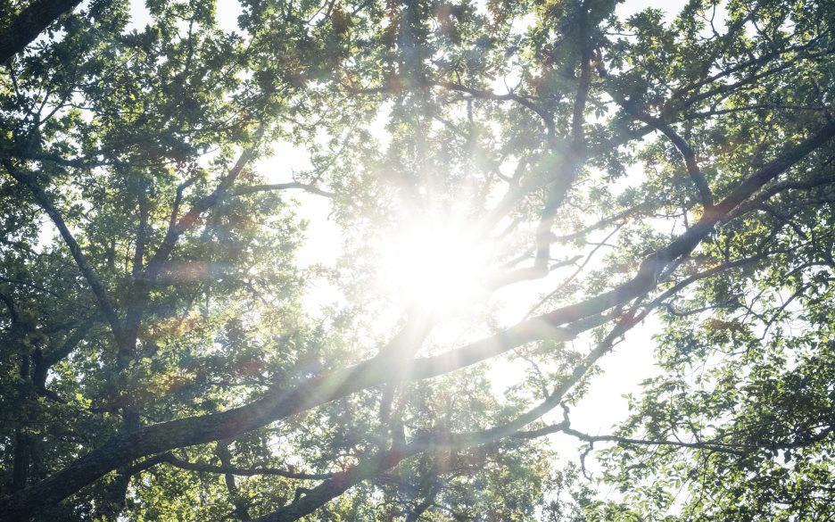 Solen lyser igenom grönskande trädkronor.