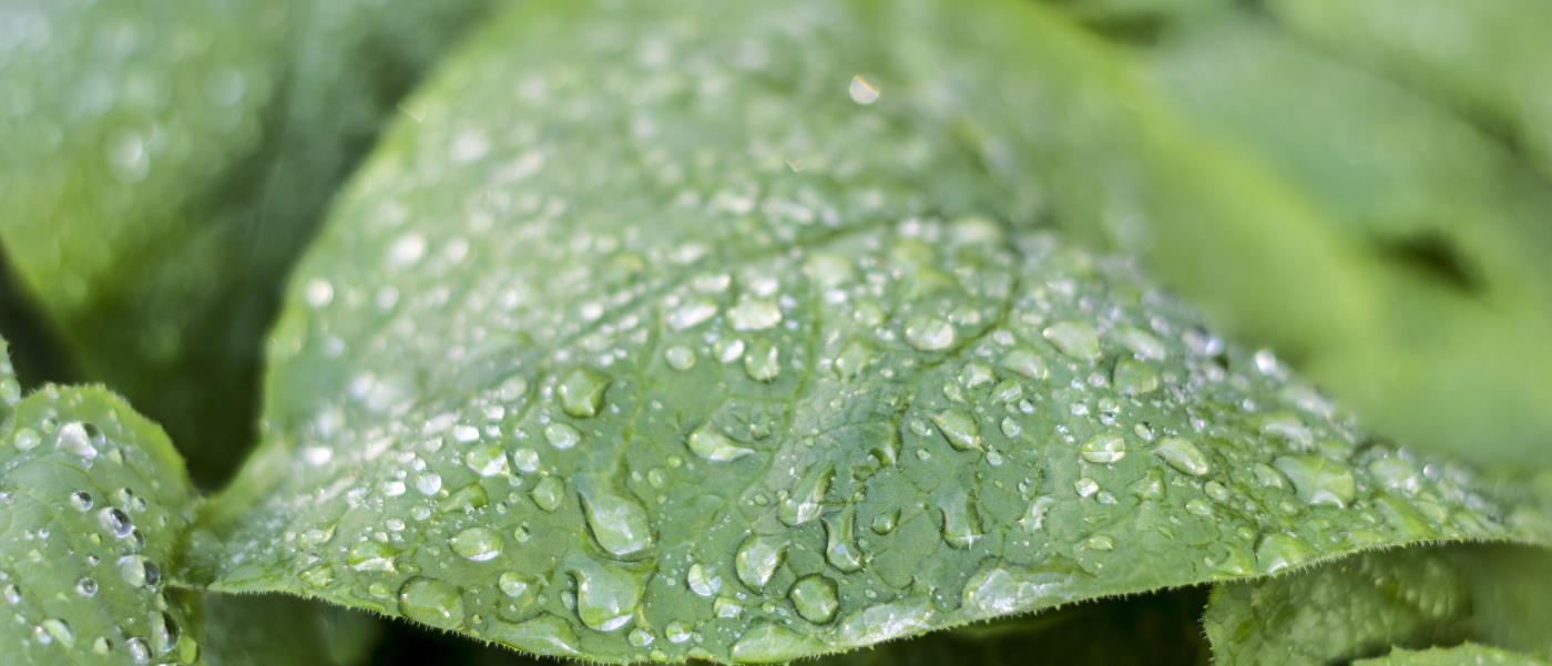 Närbild på gröna blad med vattendroppar.