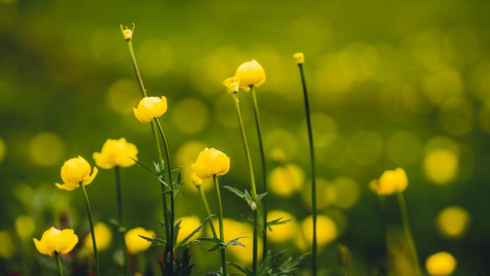 Närbild på smörblommor.