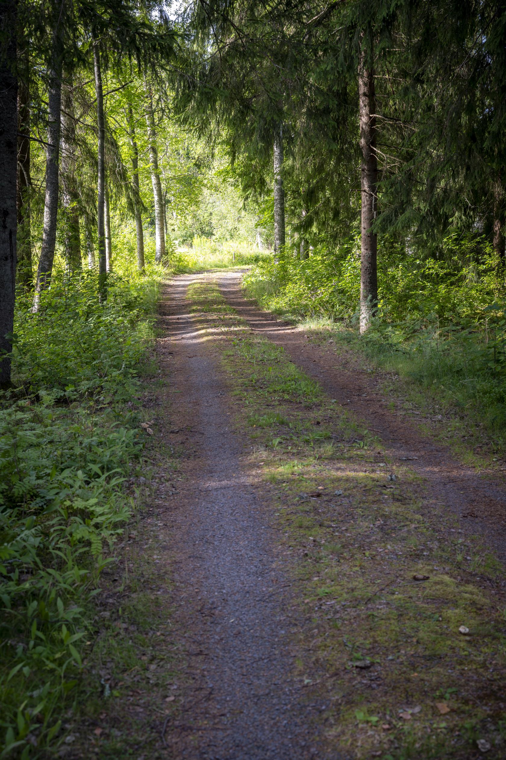 En grusväg med mittsträng av gräs går genom skogen.