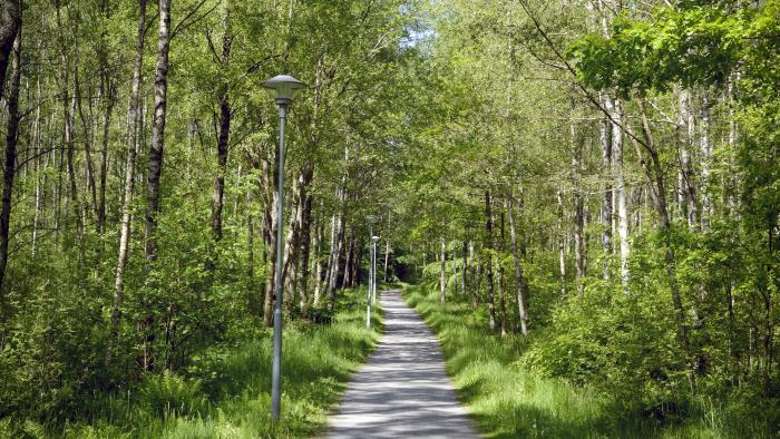 En cykelväg genom en björkskog.