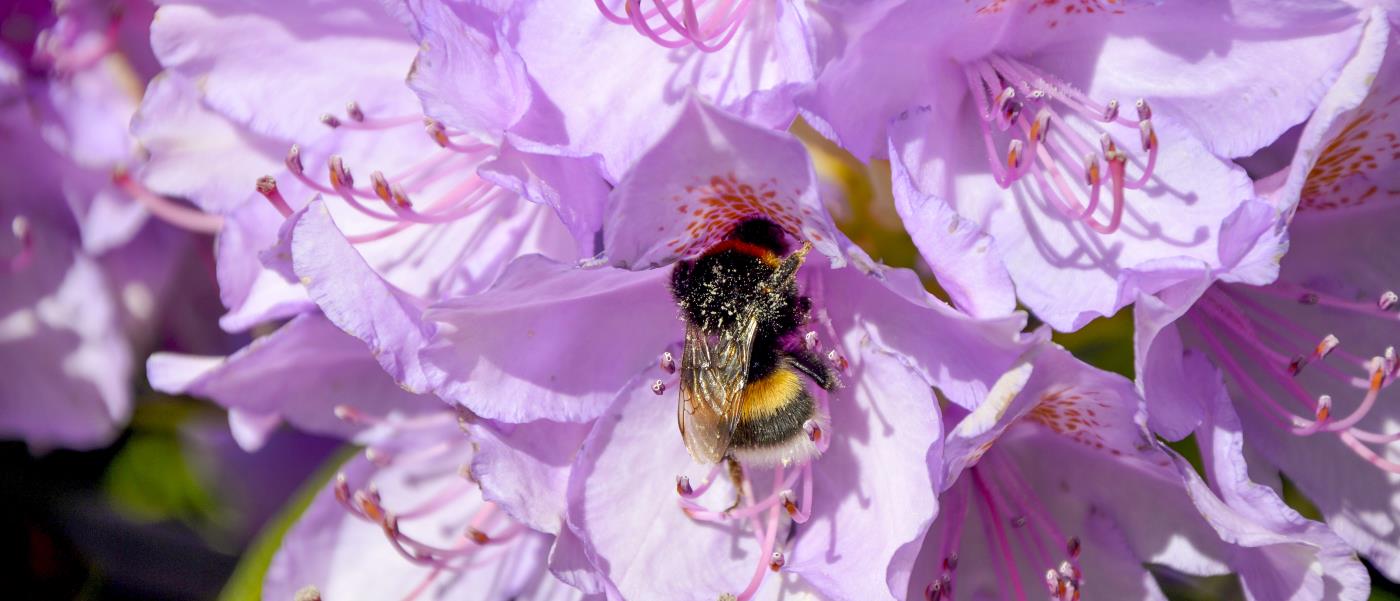 En humla sitter bland blommorna i en rhododendron.