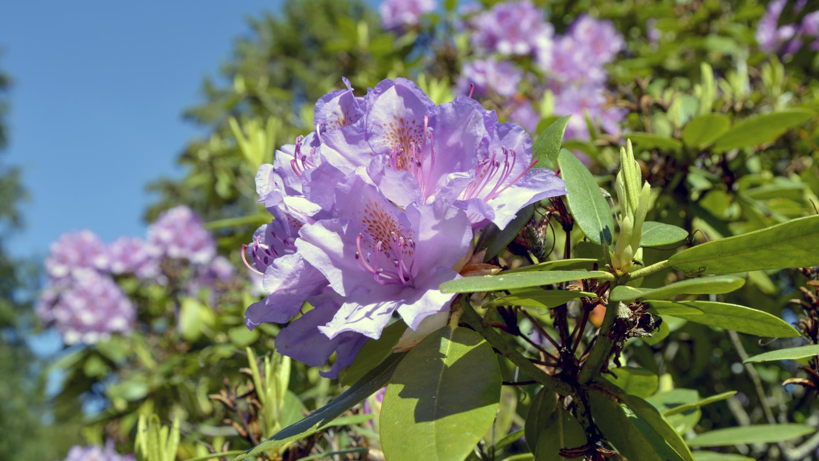 Närbild på en rhododendron-blomma.