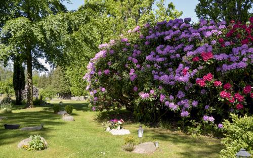 Rhododendron-buskar med praktfullt blommande lila och röda blommor på en kyrkogård.