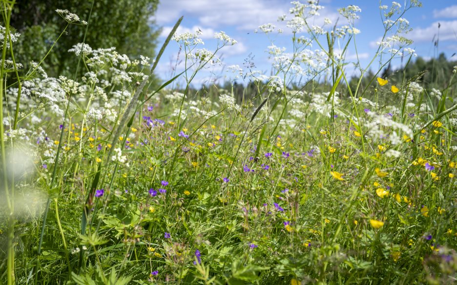 Närbild på sommaräng med vita, gula och lila blommor.