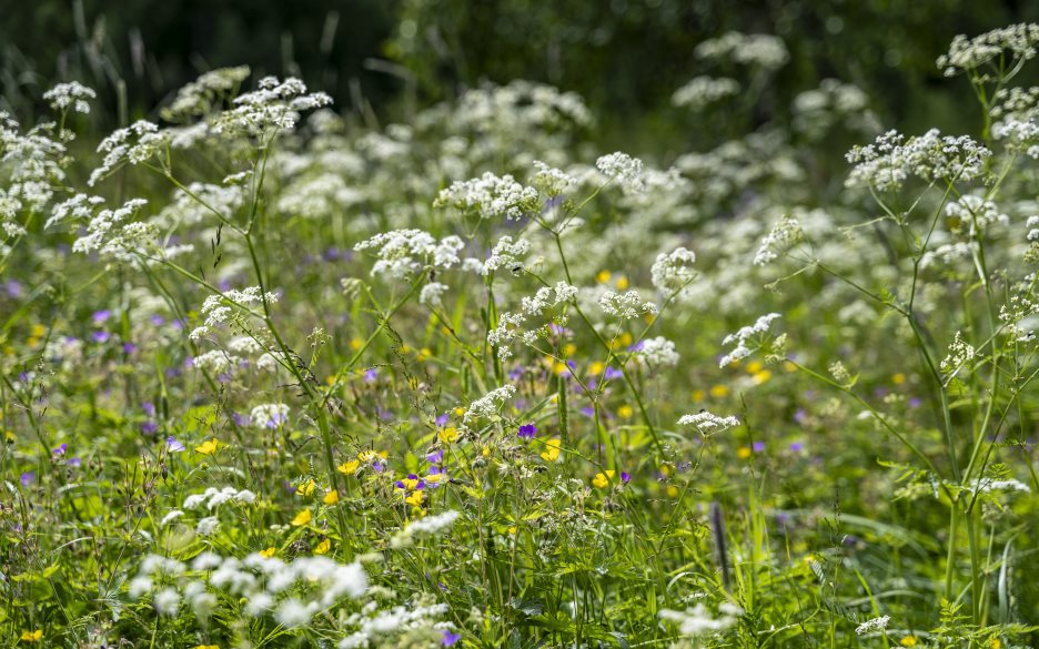 Närbild på sommaräng med vita, gula och lila blommor.