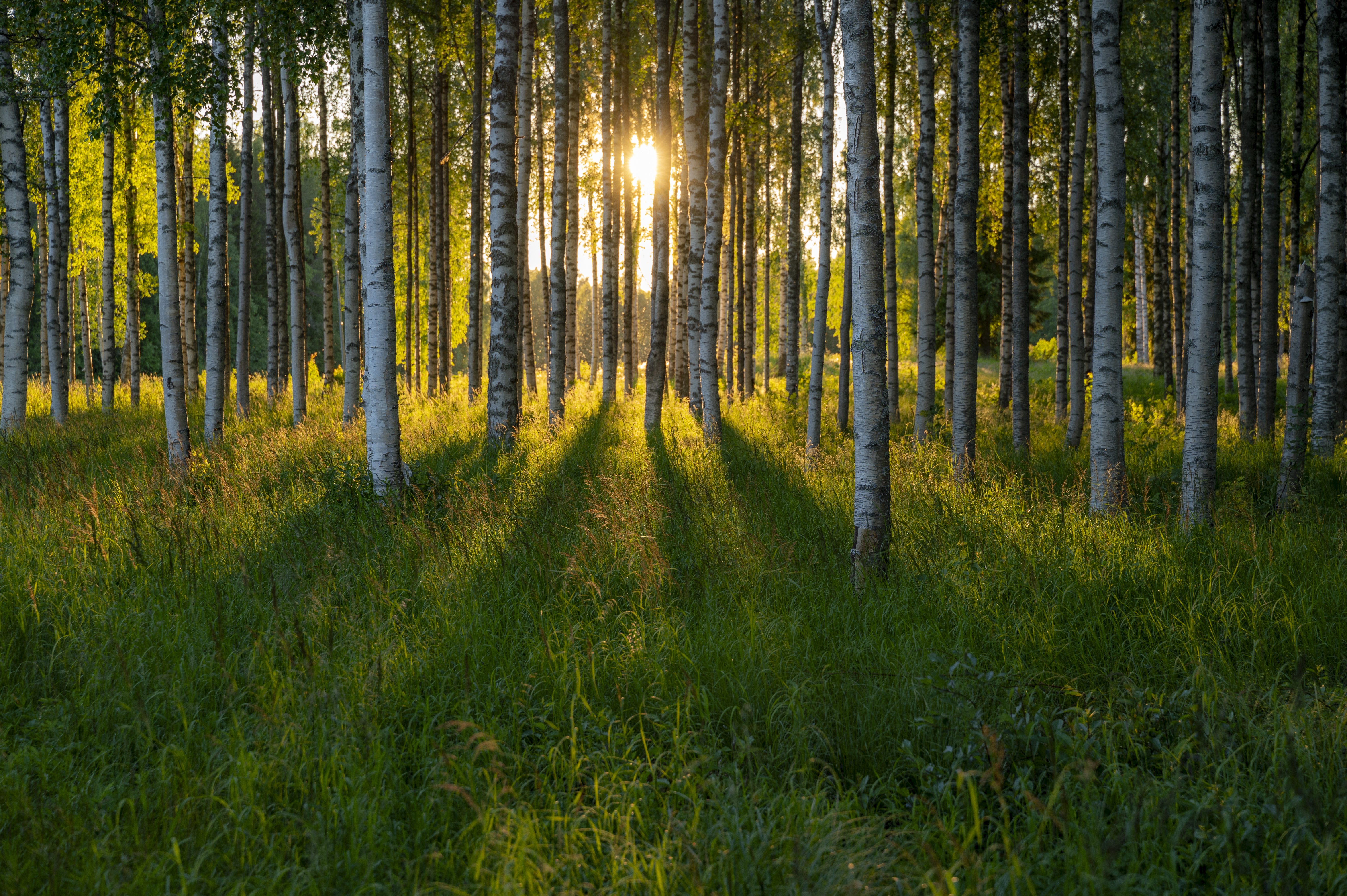 Närbild av en björkskog. Solen lyser genom träden.