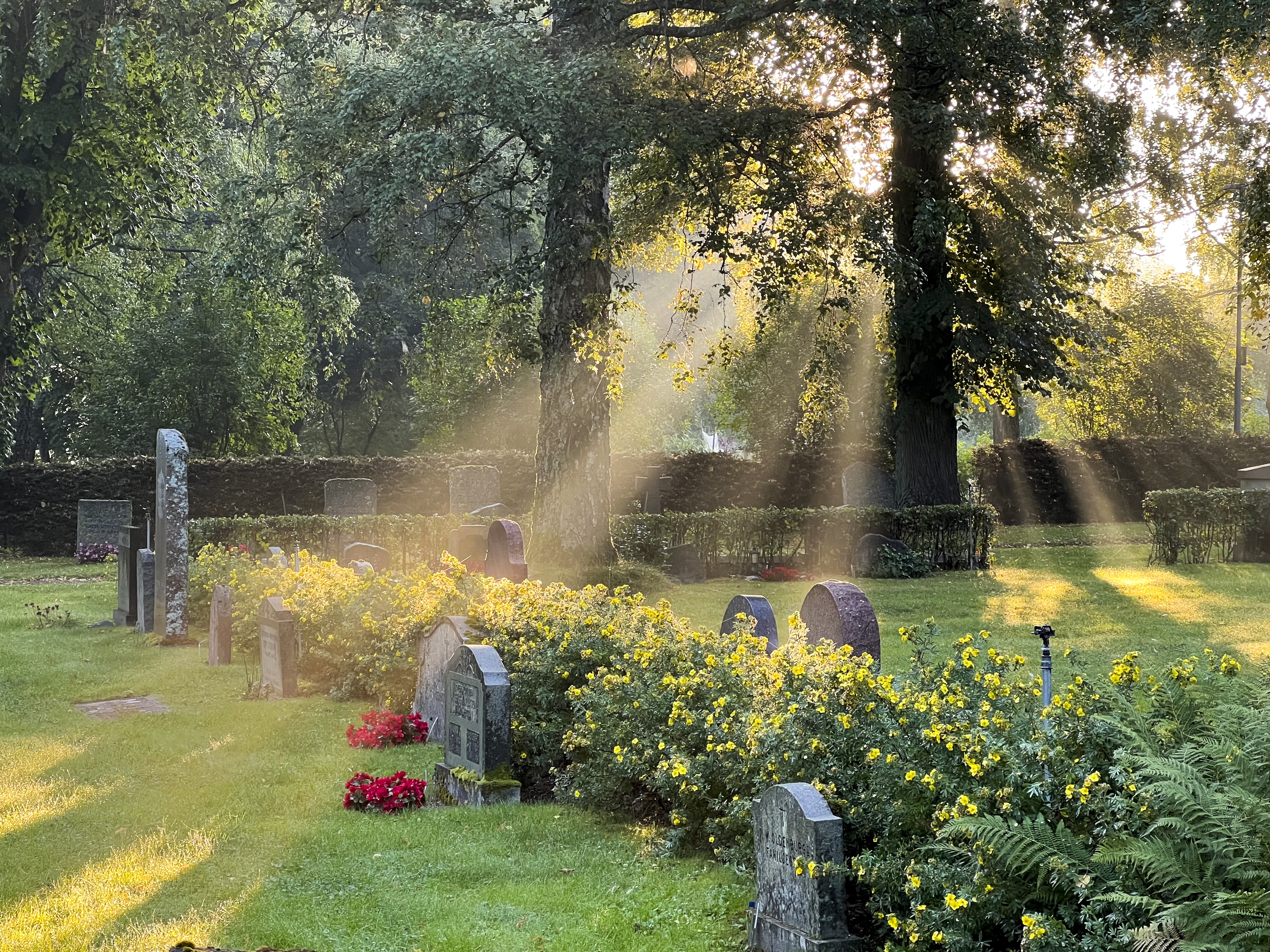 Gravstenar omgivna av gräs och träd. Strimmor av solljus lyser upp delar av kyrkogården.
