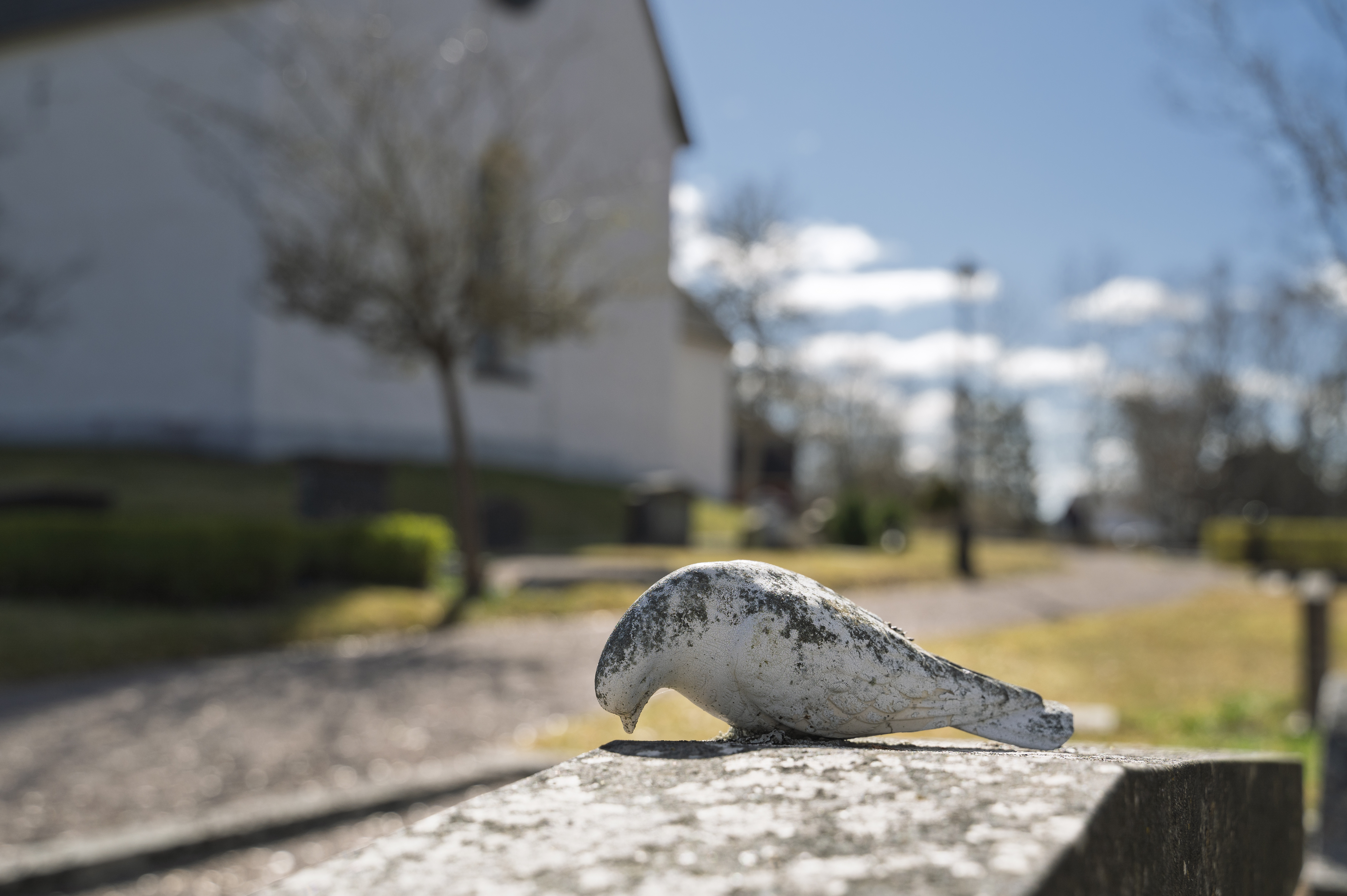 Närbild på en stenduva på en gravsten. En vit kyrka i bakgrunden.