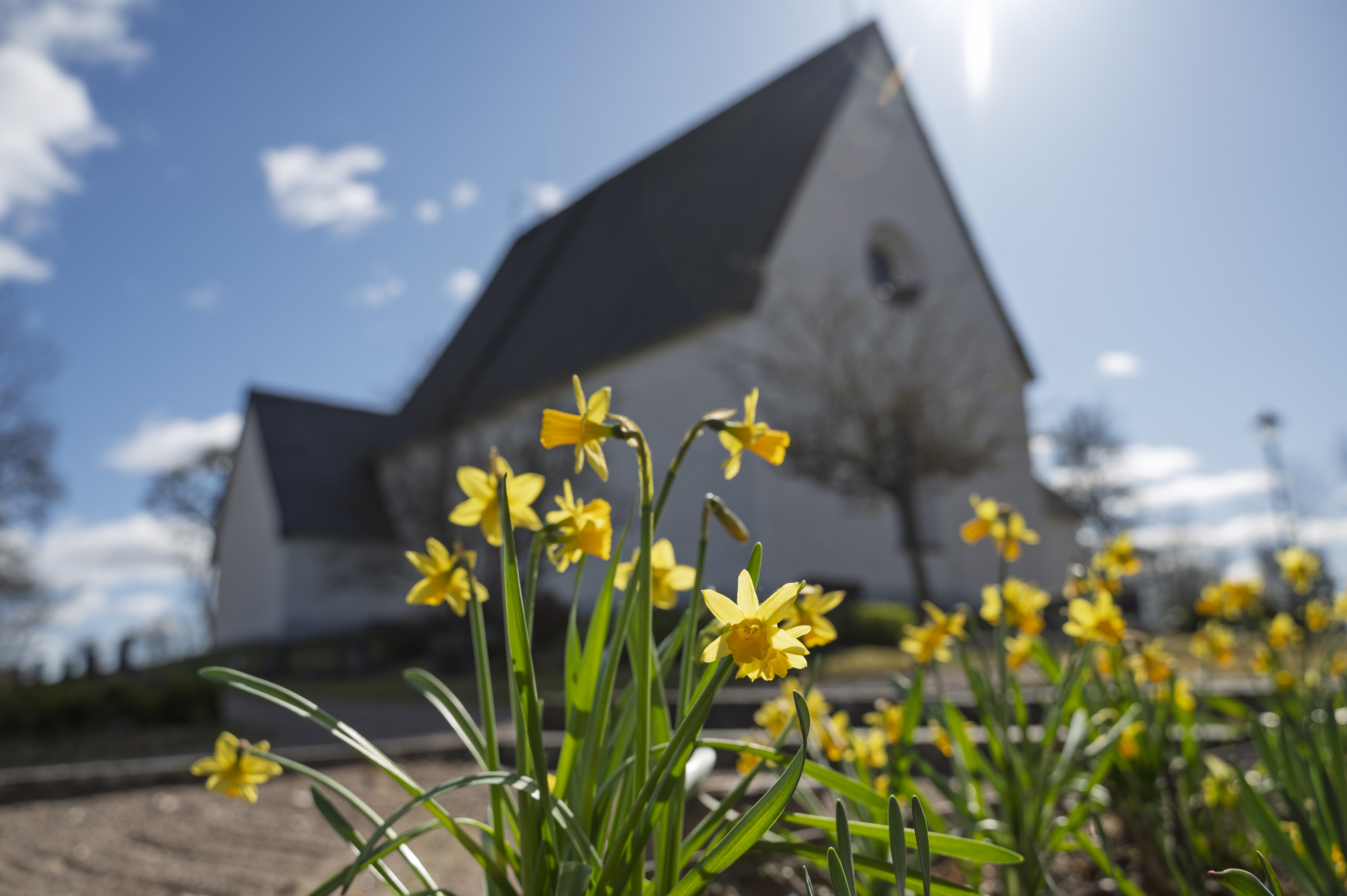 Närbild på påskliljor. En vit kyrka i bakgrunden.