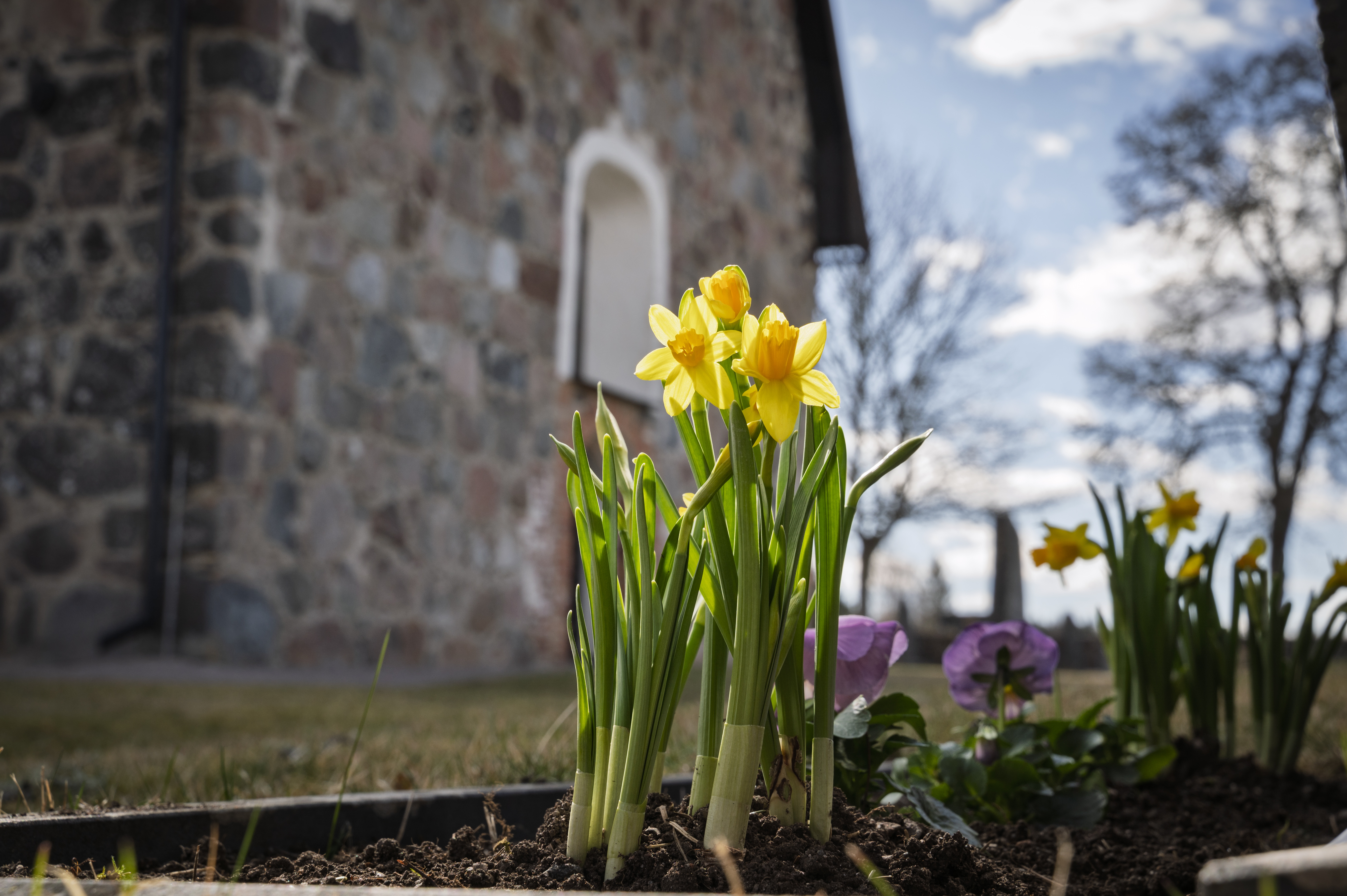 Närbild på några planterade påskliljor. En stenkyrka i bakgrunden.
