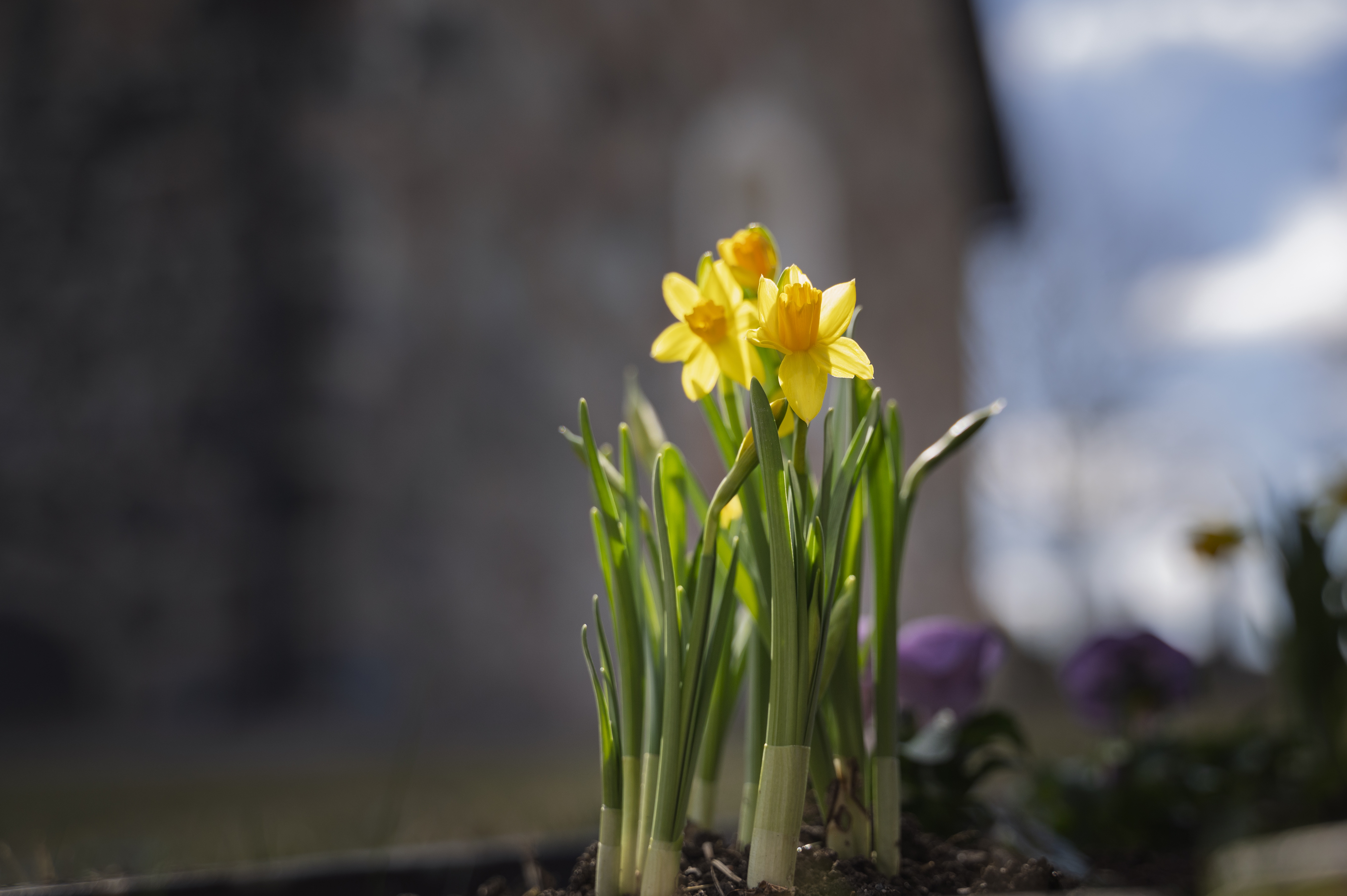 Närbild på några påskliljor.