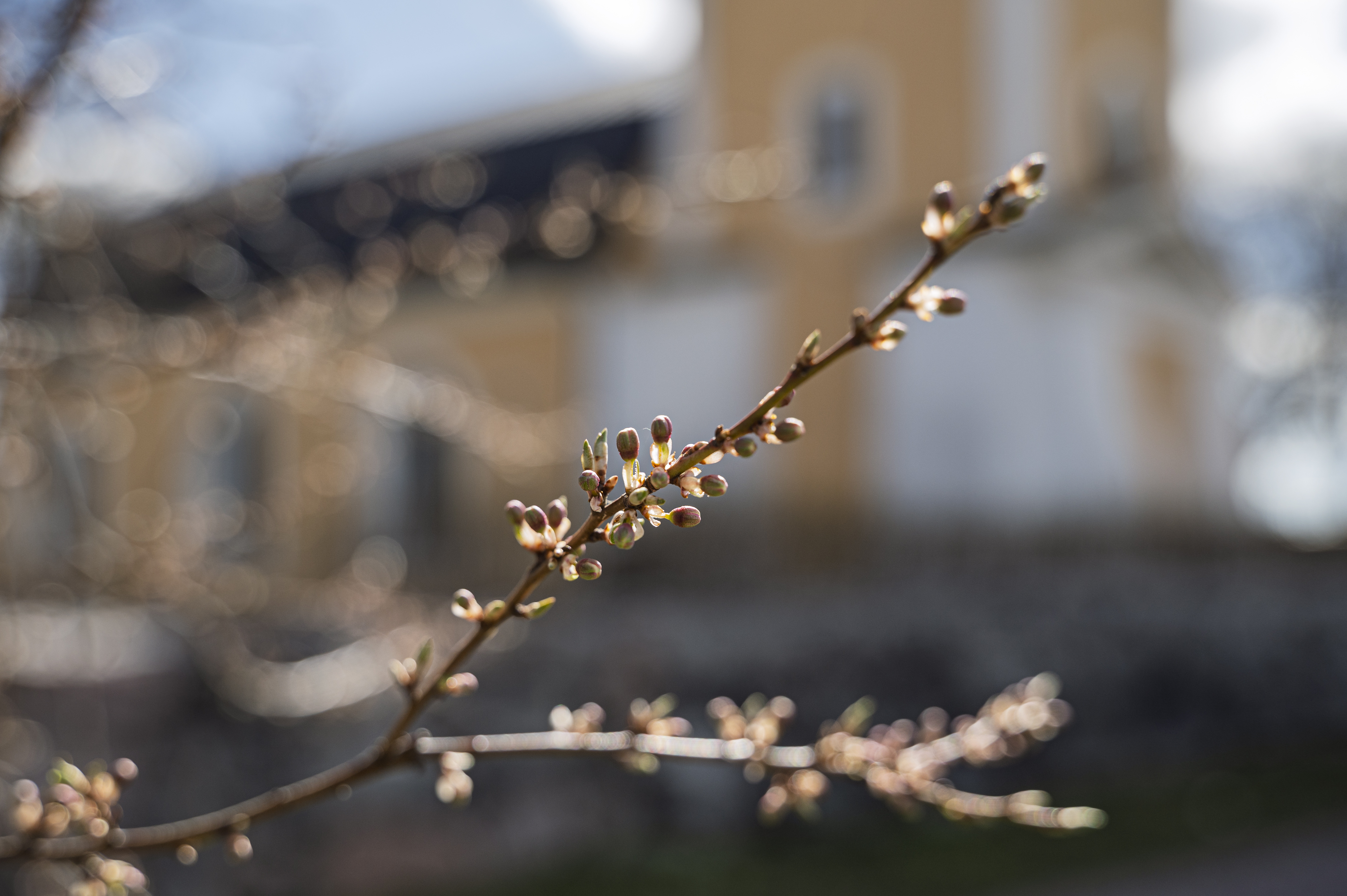 Närbild på en knoppande kvist. En suddig gul kyrka i bakgrunden.