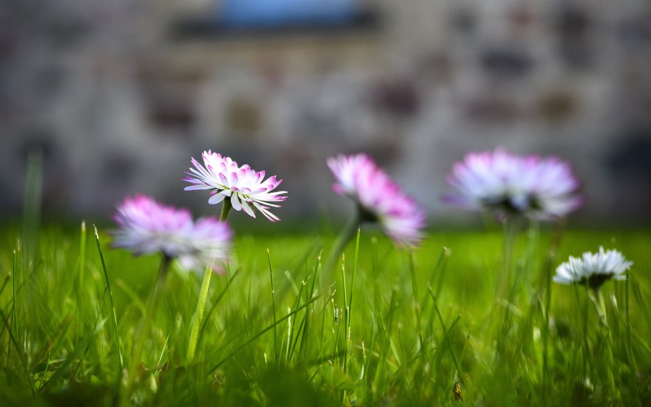 Närbild på några vit-rosa vårblommor. En suddig kyrkobyggnad i bakgrunden.