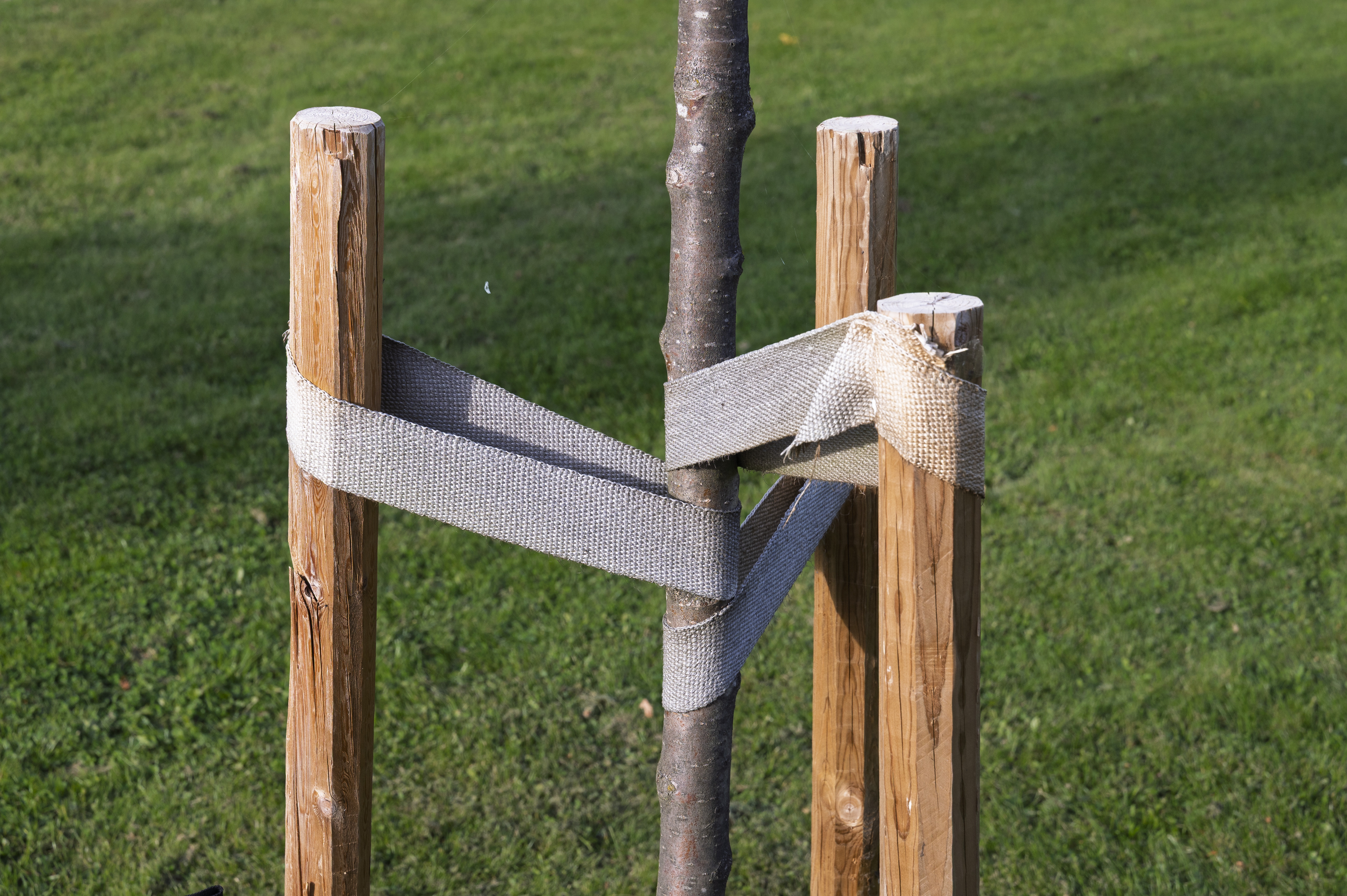 Ett träd med tre stöttepelare runt stammen.